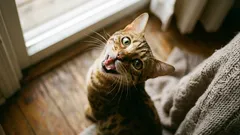 Proč vaše kočka chodí po bytě a neustále mňouká — co se vám snaží říct