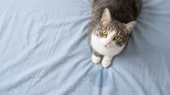 Kočičí sabotáž: Proč vám kočka ‚počůrává‘ postel a jak tomu zabránit