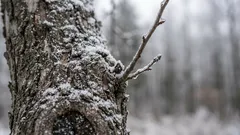 Ochrana kořenů v zimě: Proč některé stromy zvládají zimu lépe, zatímco jiné trpí