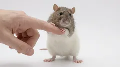 Domácí potkan jako mazlíček: 7 věcí, které byste měli vědět, než si ho pořídíte