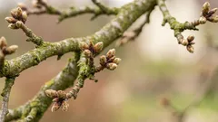 Proč jarní řez často zahušťuje korunu a jak tomu předejít