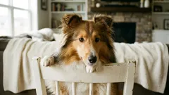 Studie zjistila, že psi mohou záměrně klamat – s důležitými nuancemi